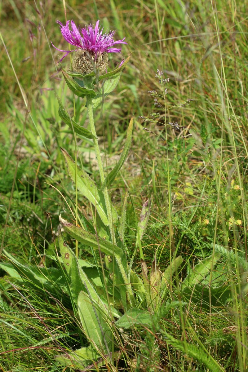 Centaurea uniflora_IMG_6127.JPG