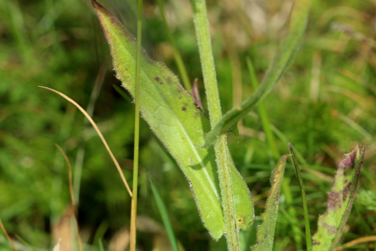 Centaurea uniflora_IMG_6129.JPG