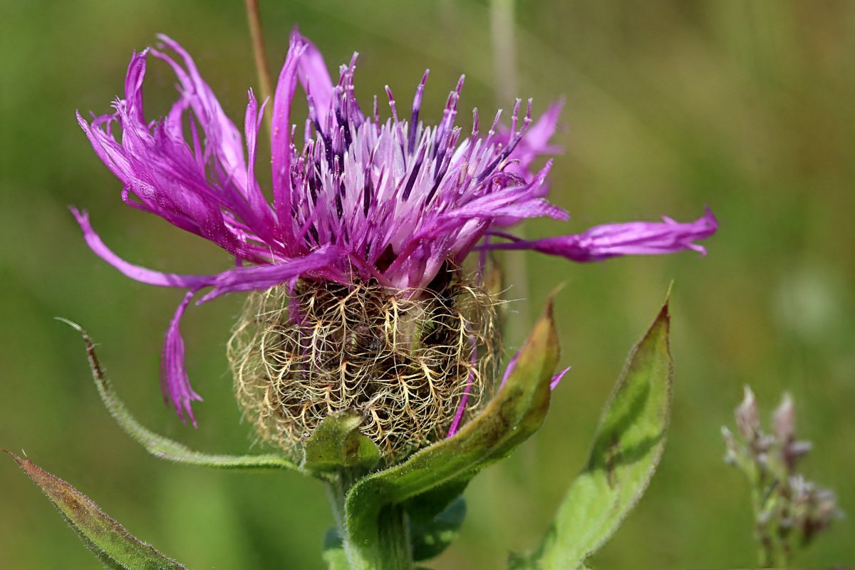 Centaurea uniflora_IMG_6130-31b.jpg