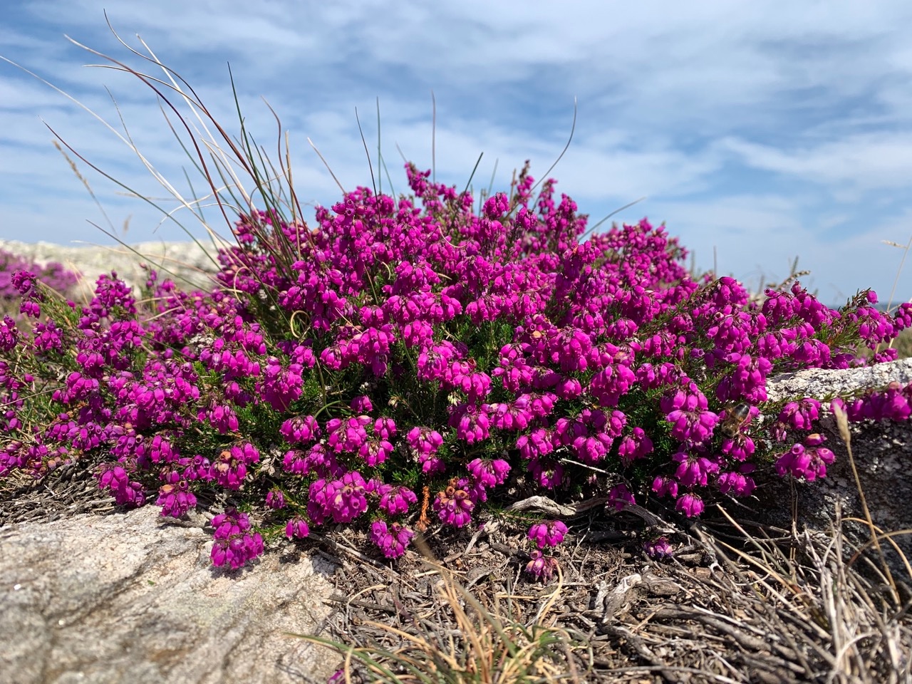 Erica cinerea