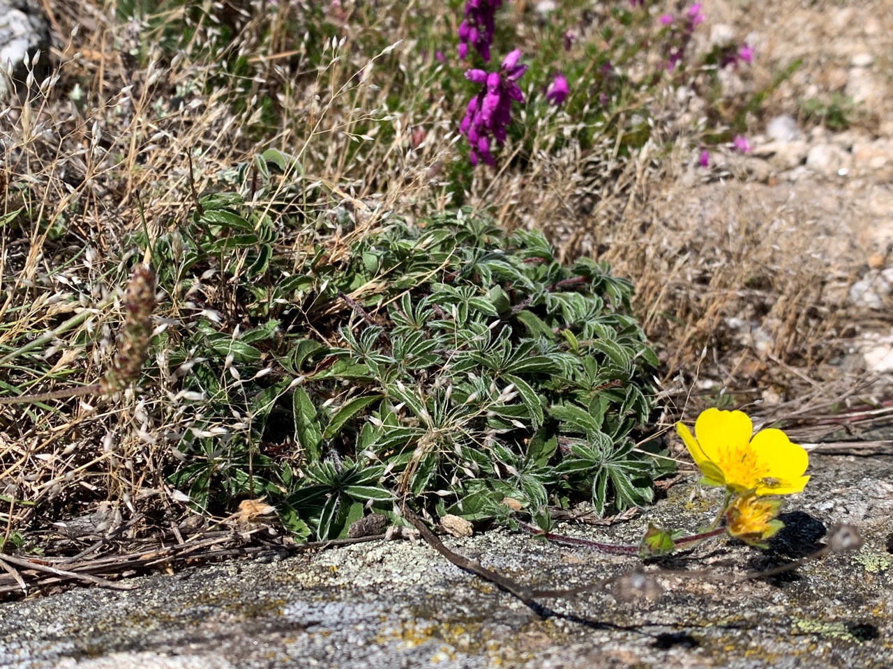 Potentilla hirta