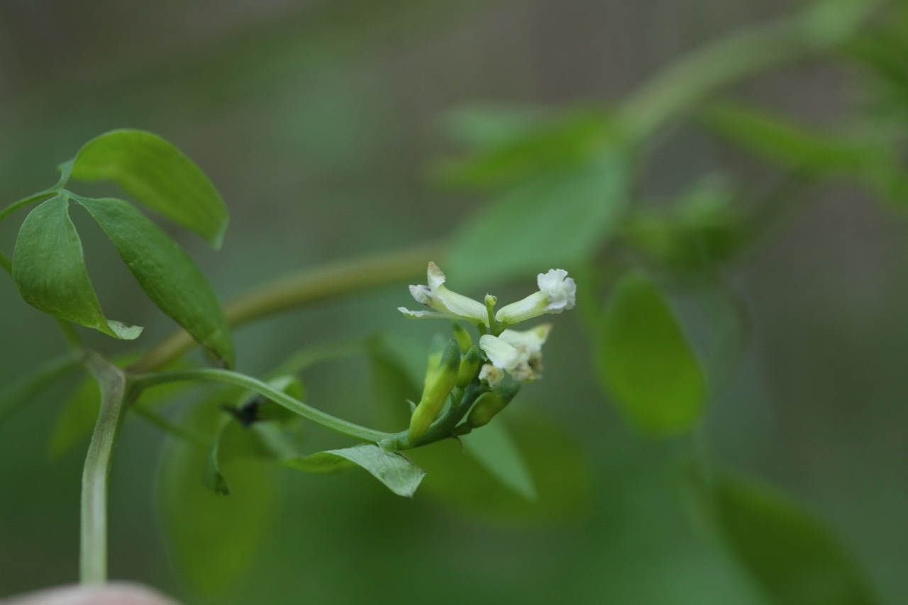 Ceratocapnos claviculata