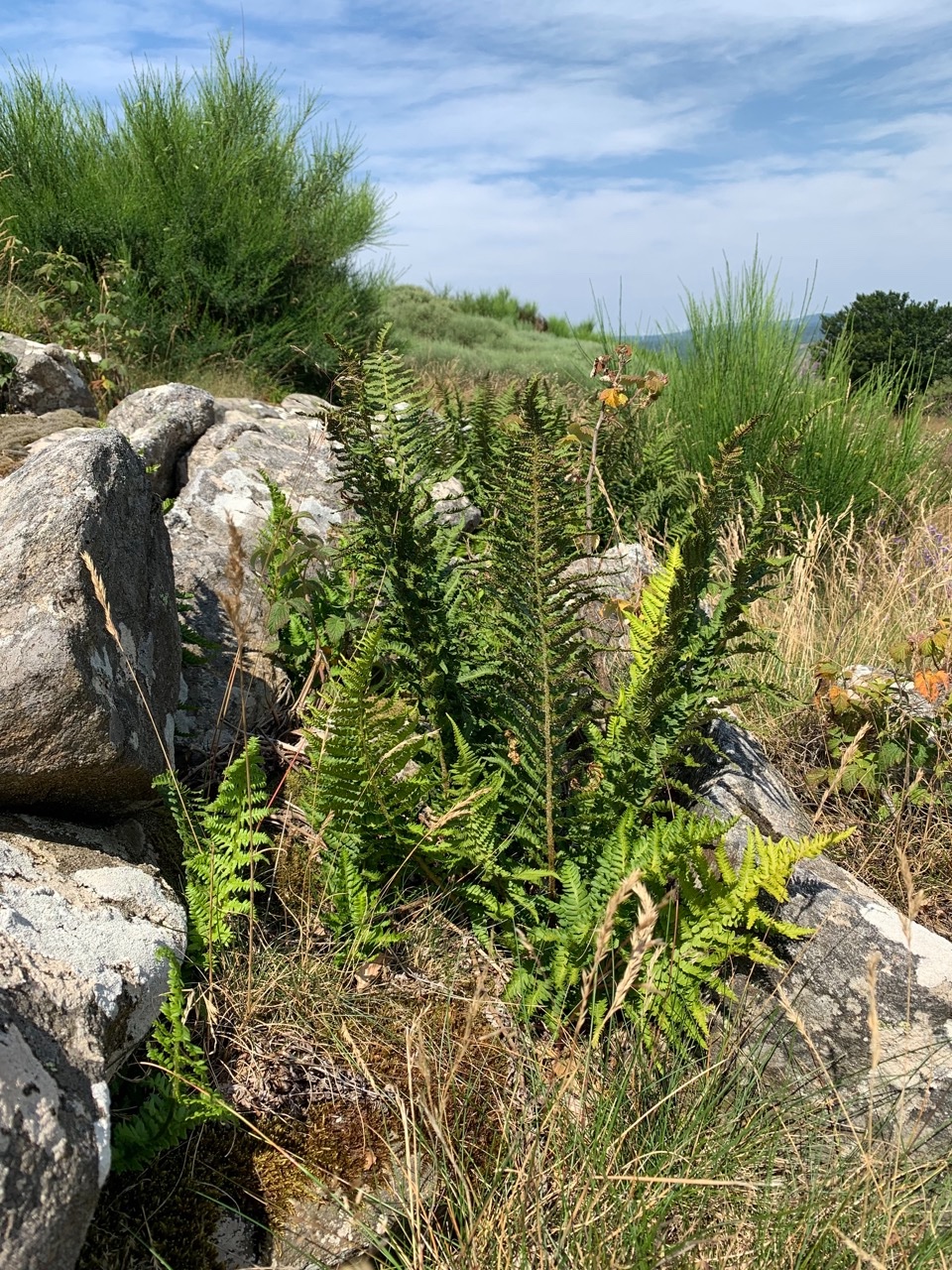 Dryopteris oreades