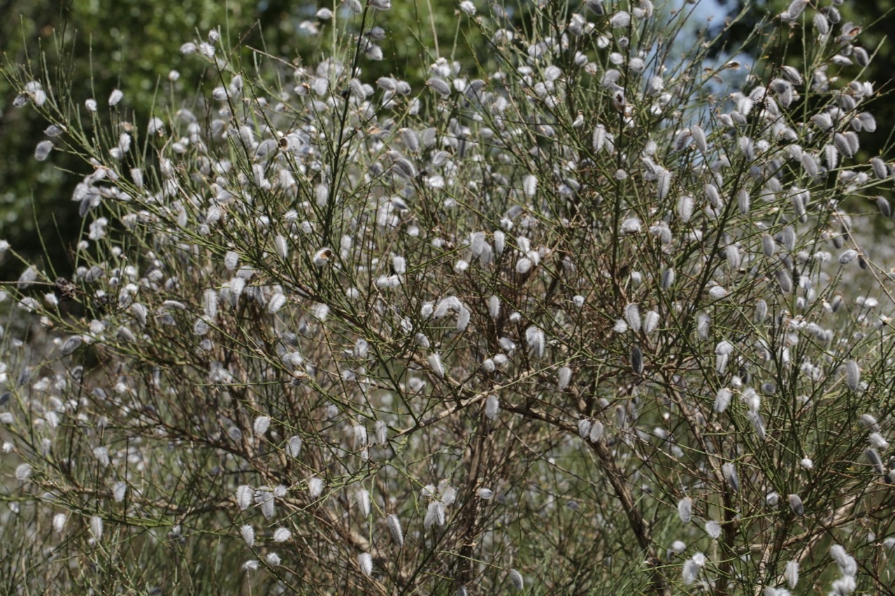 Cytisus striatus