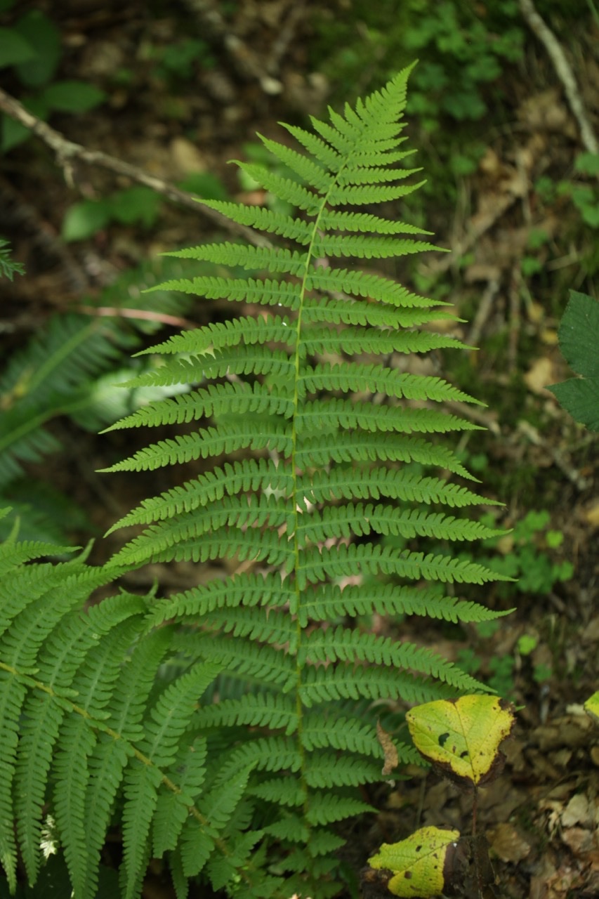 Oreopteris limbosperma