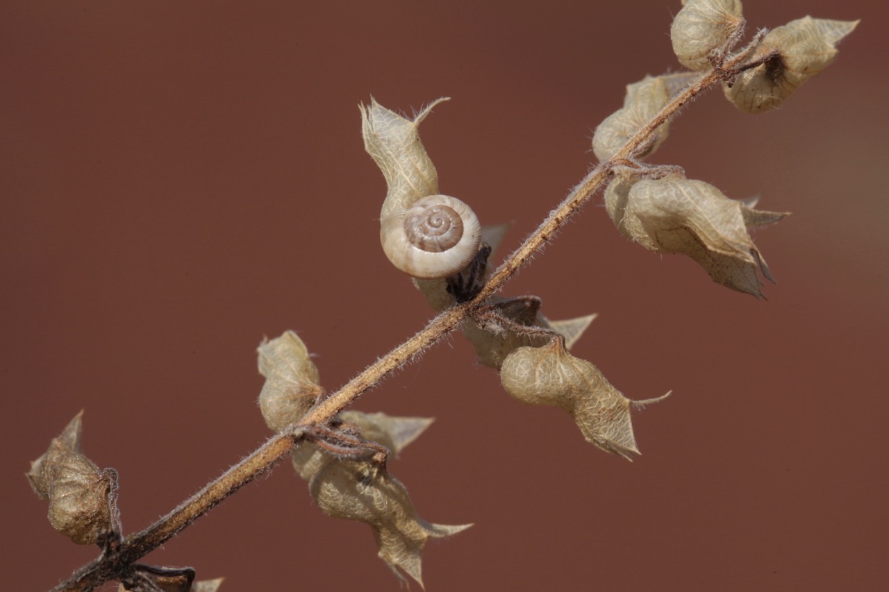 Teucrium botrys.jpg