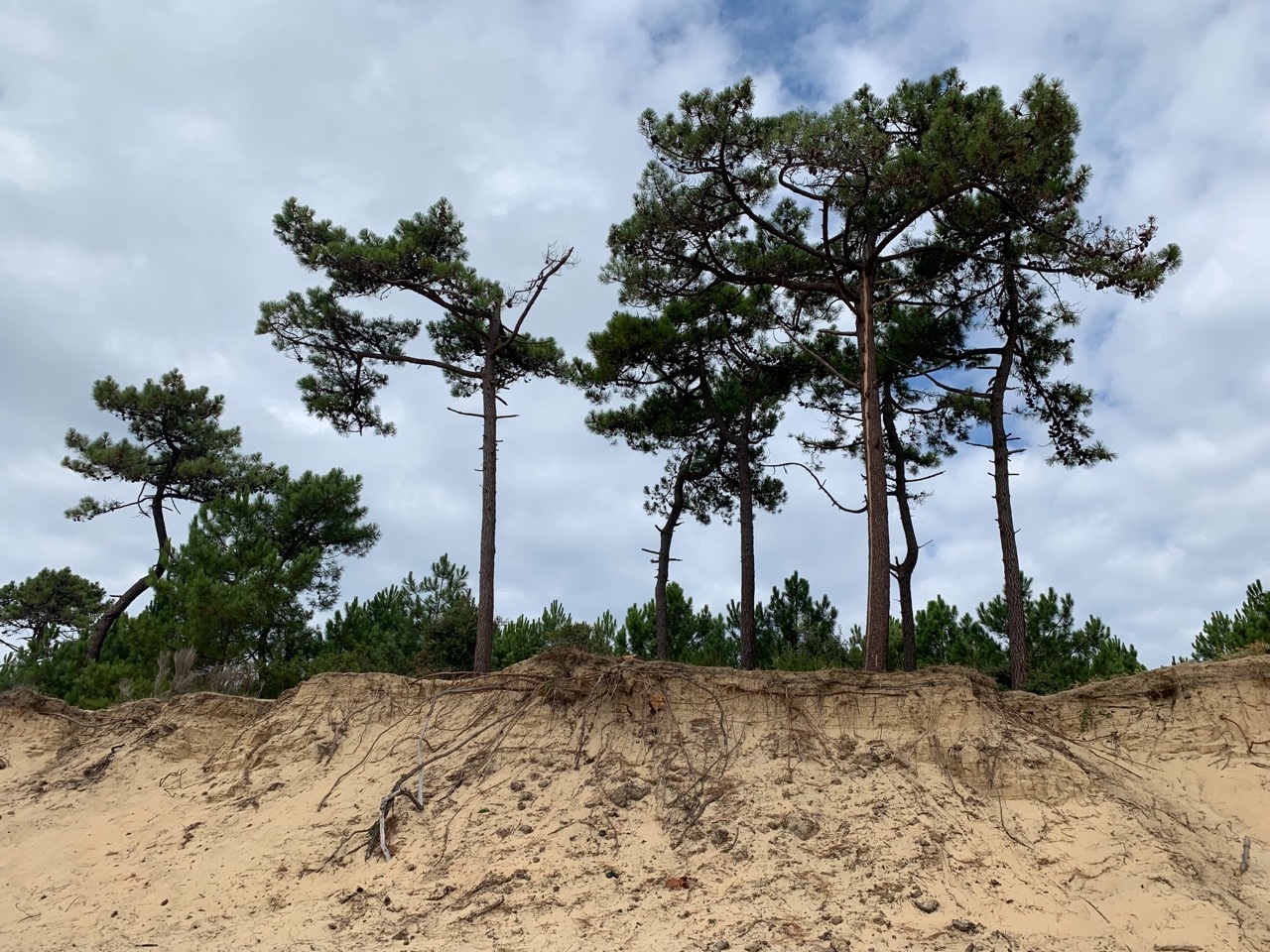 Pinus pinaster.jpg