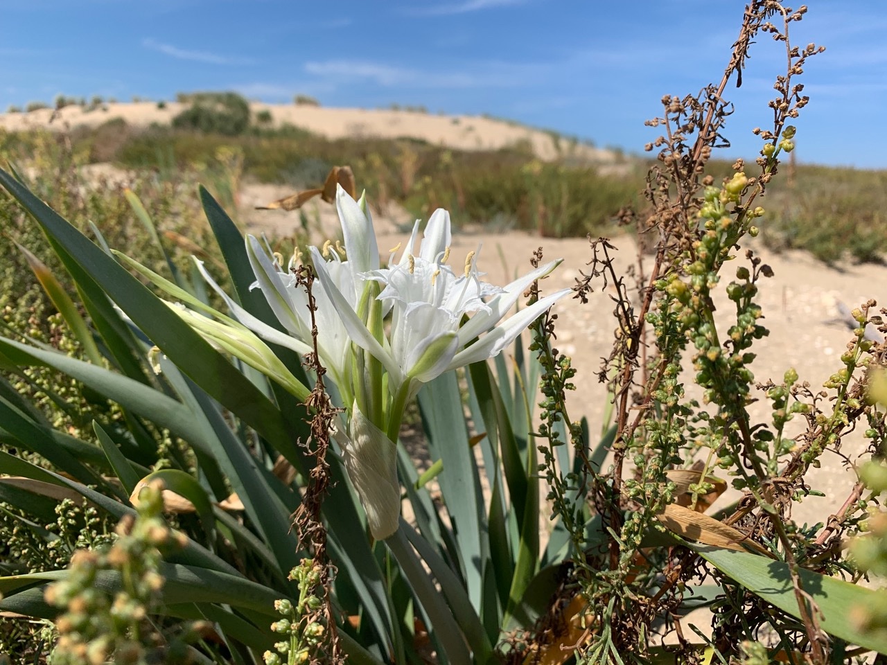 Pancratium maritimum.jpg