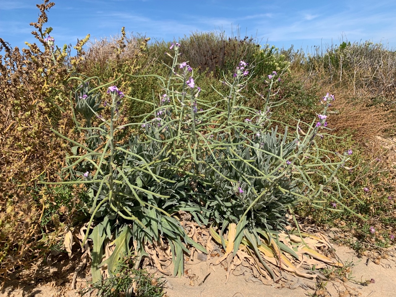 Matthiola sinuata.jpg