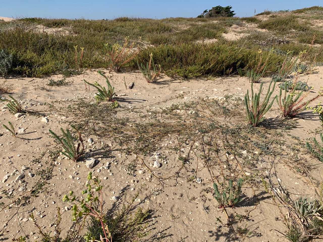 Medicago littoralis (2).jpg