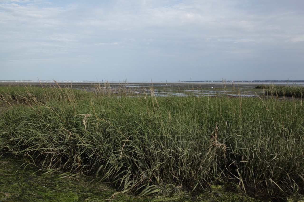 Spartina maritima (1).jpg