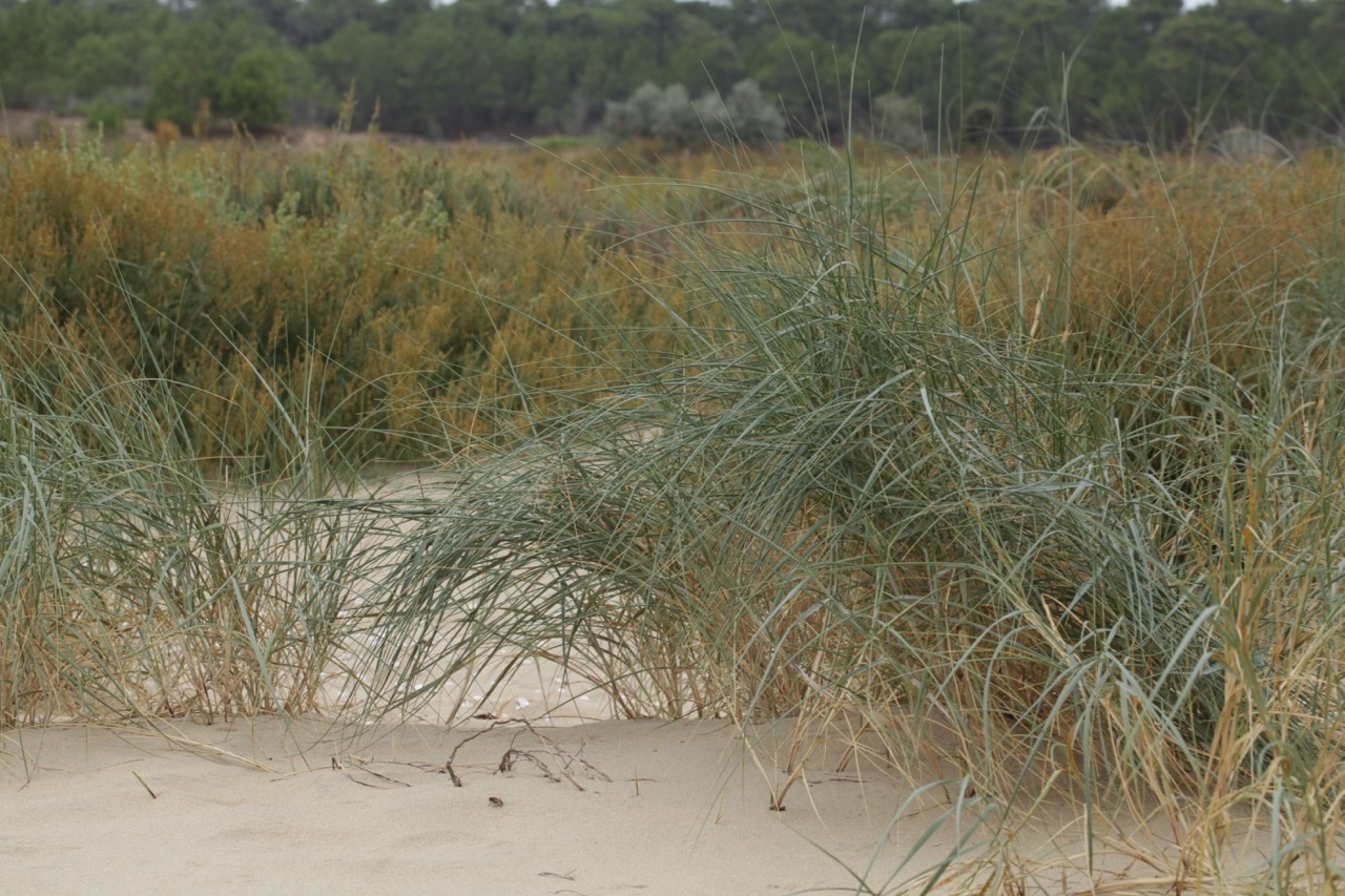 Elytrigia juncea boreali-atlantica (1).jpg