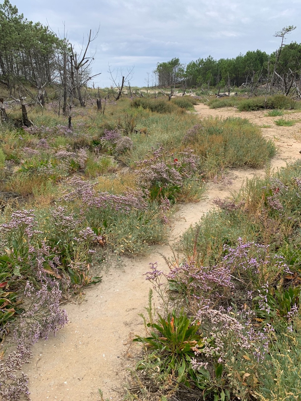 Limonium vulgare.jpg