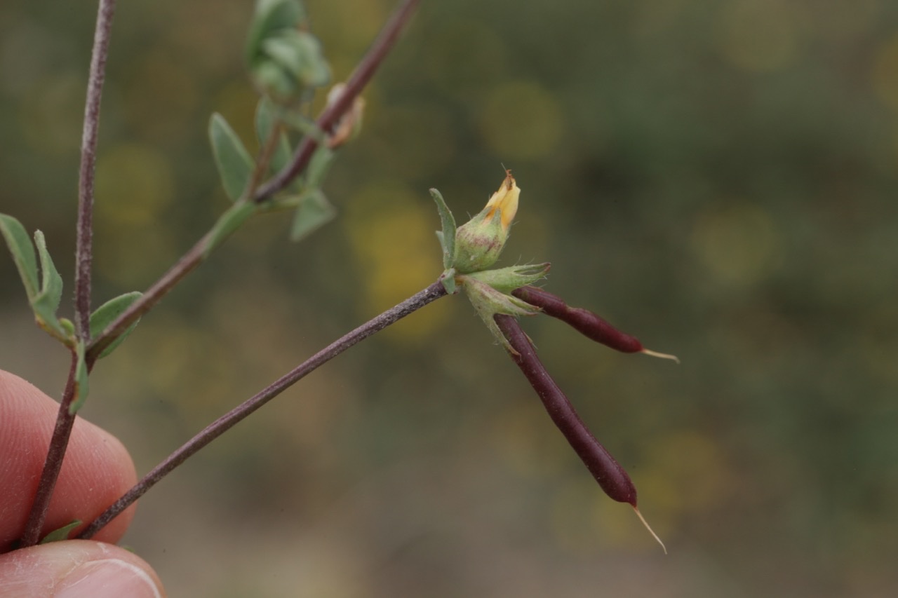 Lotus corniculatus (1).jpg