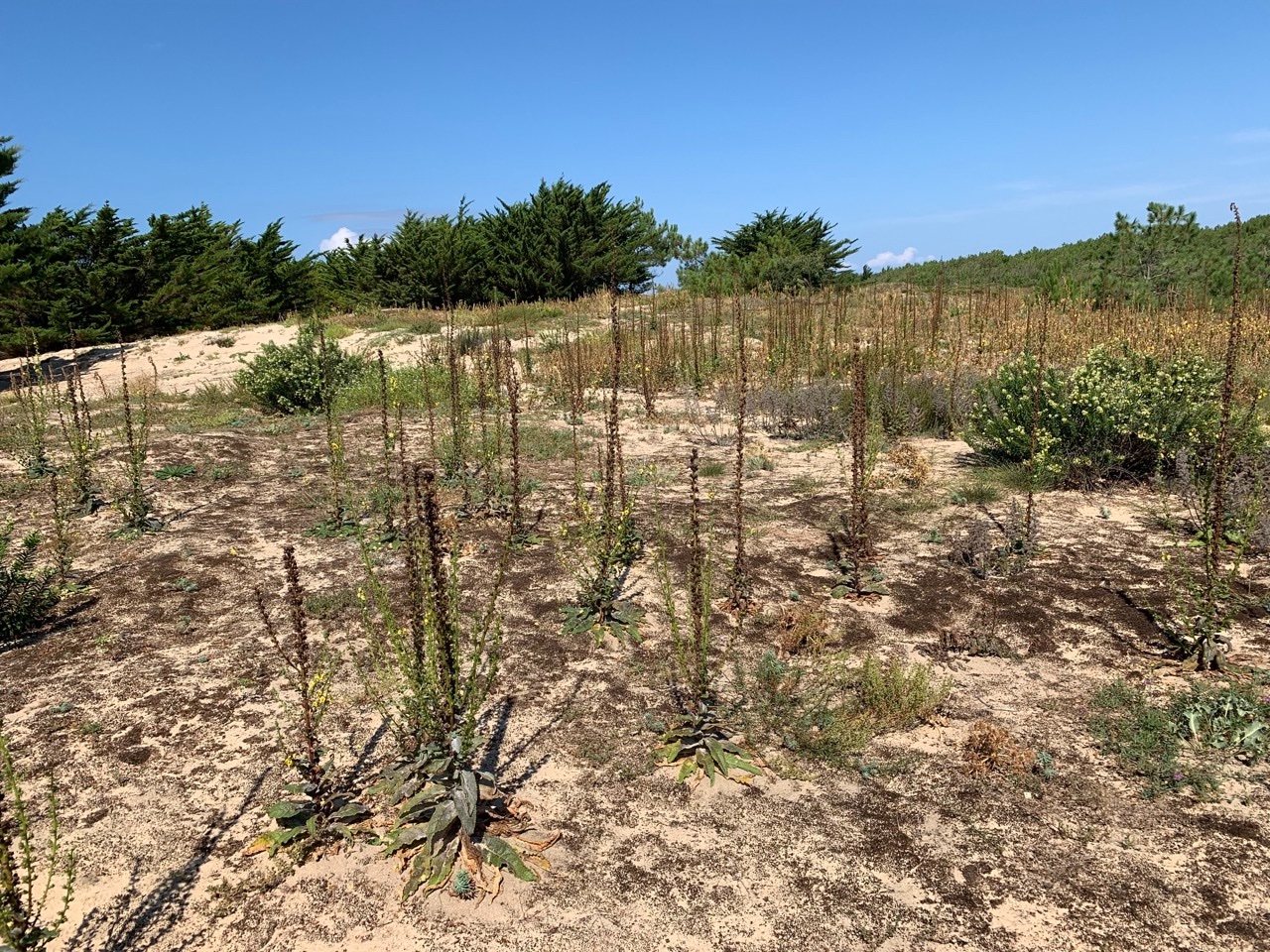 Verbascum virgatum.jpg