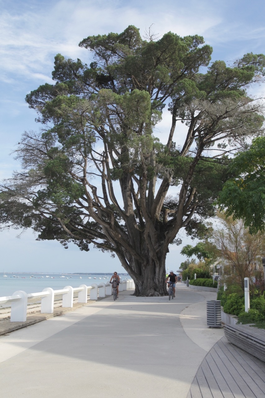 Cupressus macrocarpa Cyprès de Lambert.jpg