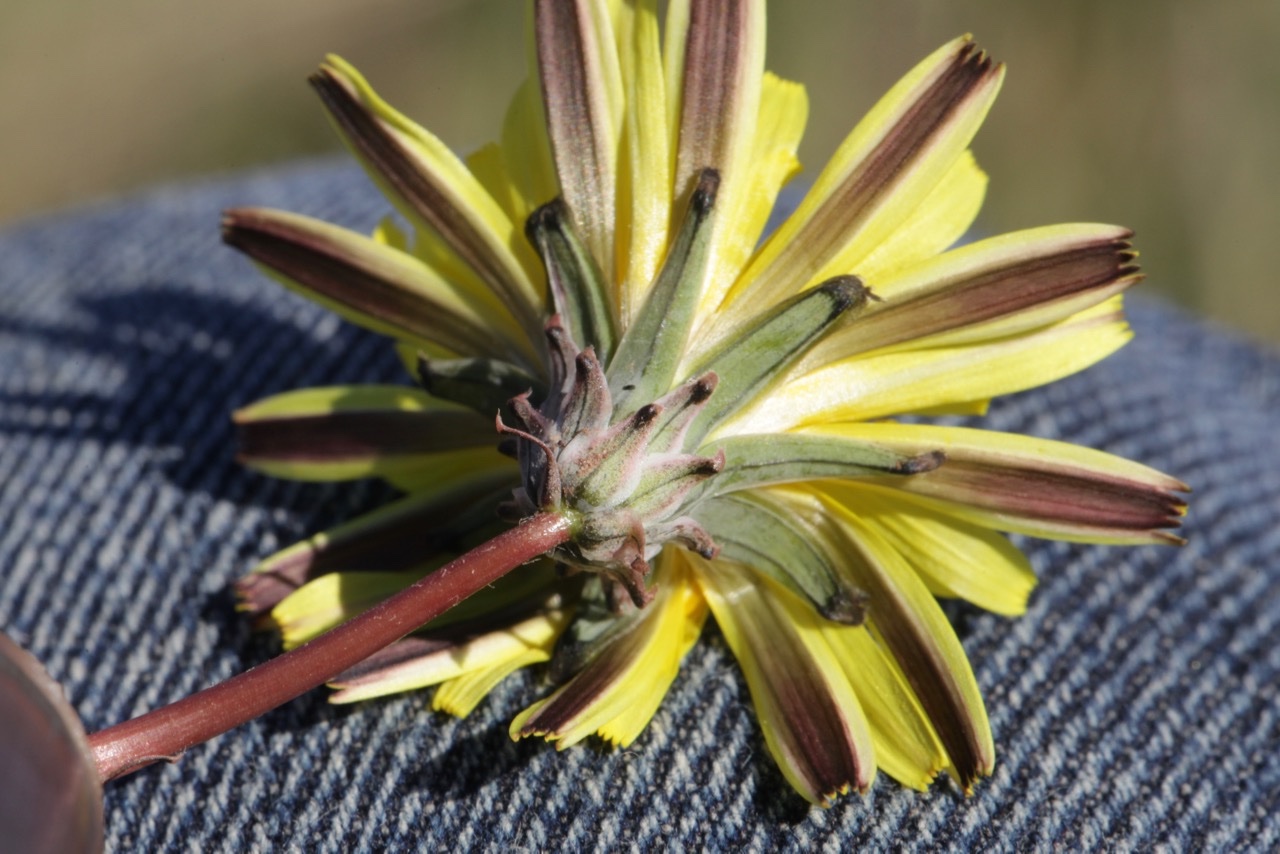 Taraxacum autumnaliforme (2).jpg