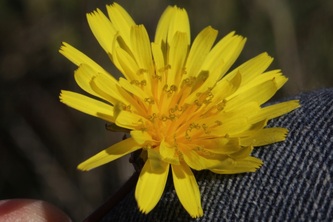 Taraxacum autumnaliforme (6).jpg