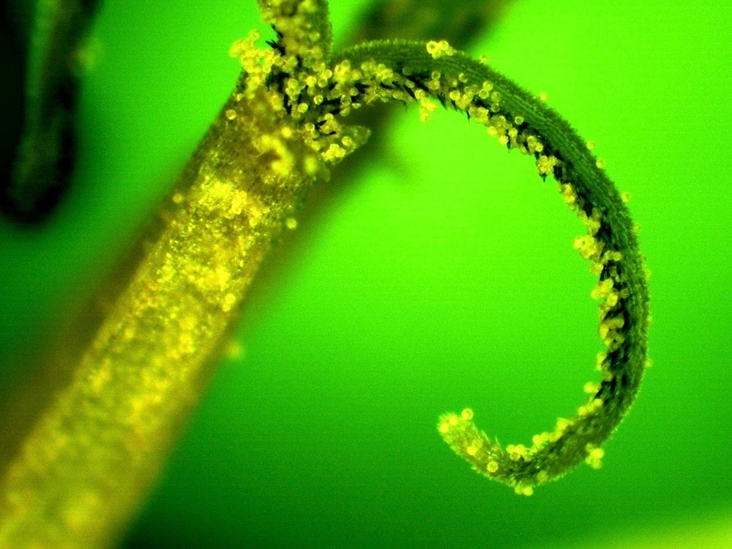 Taraxacum autumnaliforme.jpg