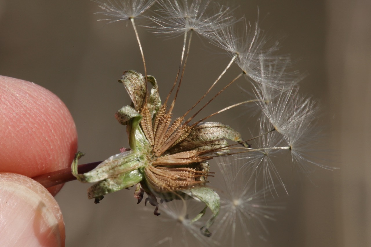 Taraxacum autumnaliforme (5).jpg