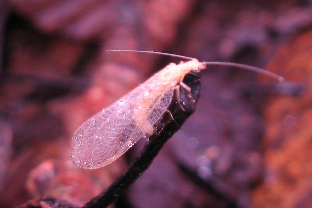 Notochrysa capitata.JPG