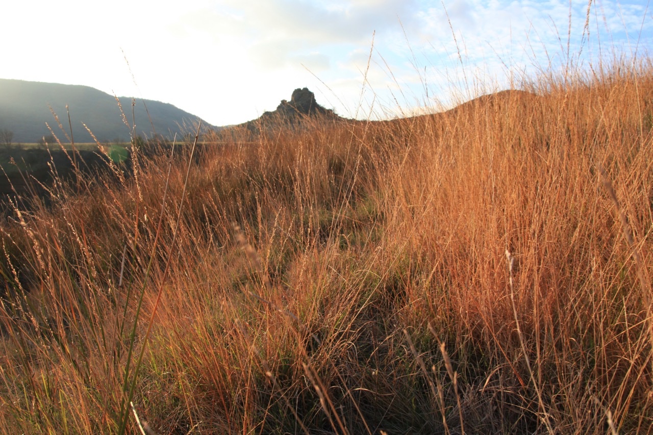 Molinia caerulea