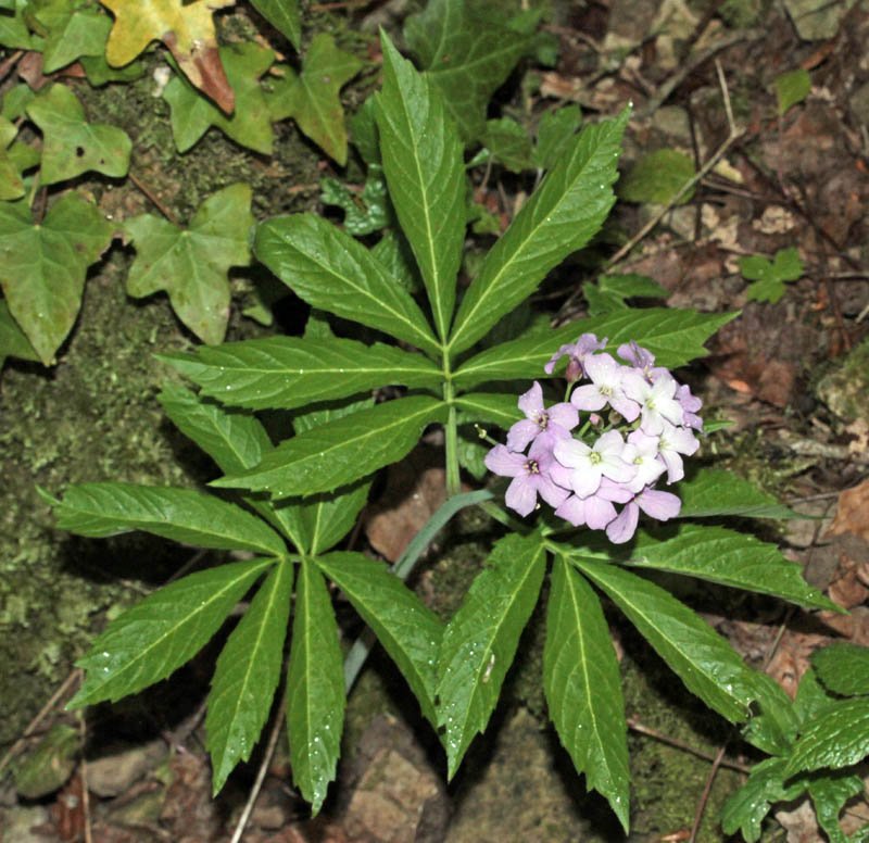 Brassicacées - X red 2.jpg