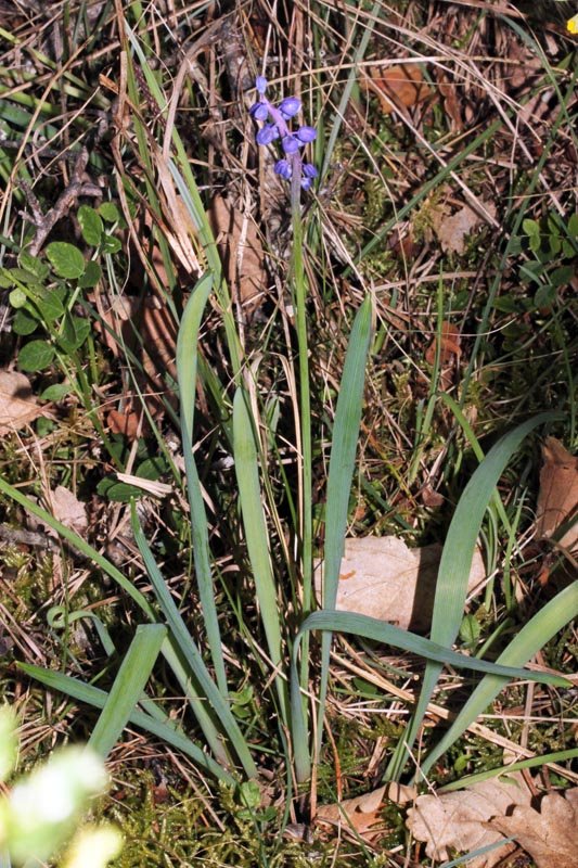 Asparagacées - Muscari sp red 1.jpg