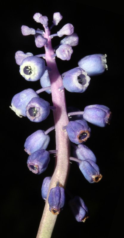 Asparagacées - Muscari sp red 2.jpg