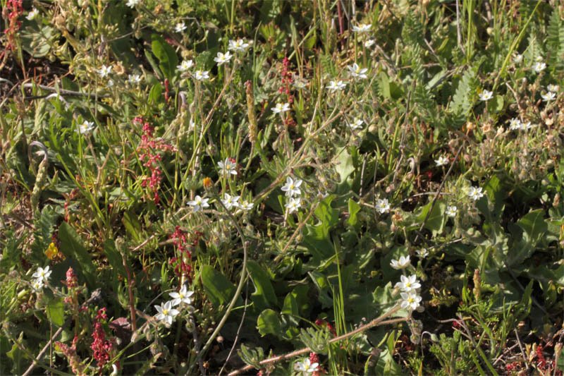 Caryophyllacées - Spergula red 1.jpg