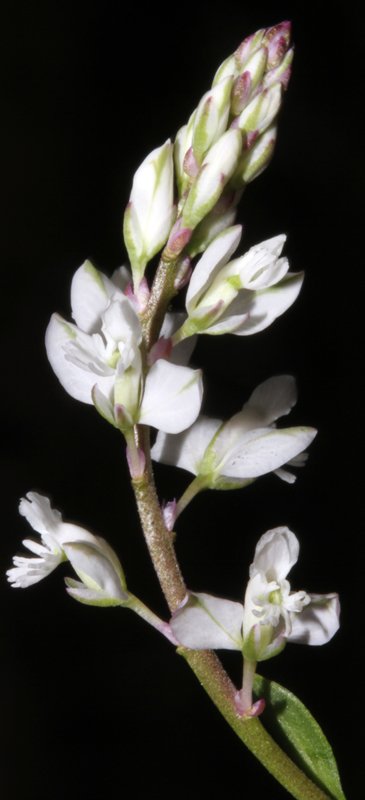 Polygala sp red 1.jpg