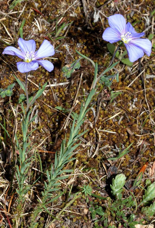 Linum sp red 1.jpg