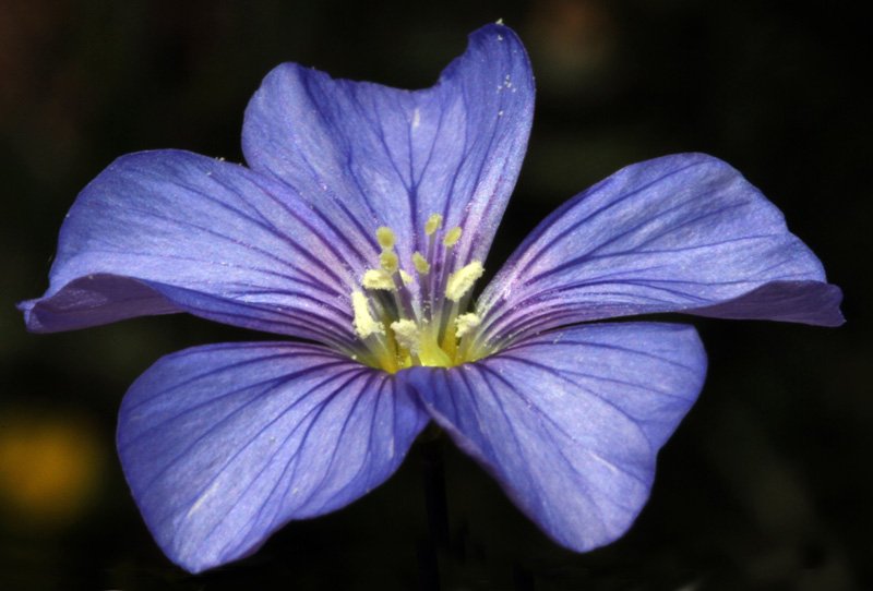 Linum sp red 3.jpg