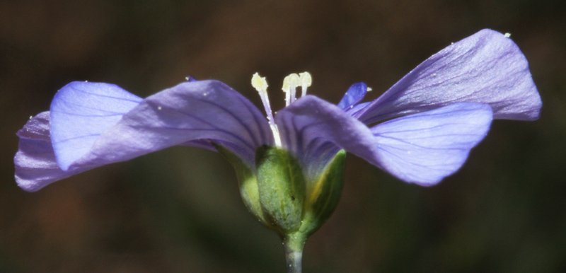 Linum sp red 4.jpg