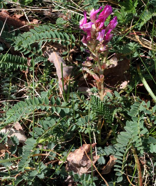 Fabacées - Onobrychis sp red 1.jpg