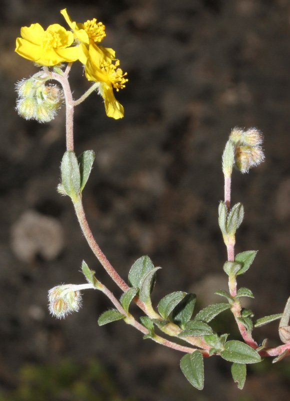 Helinthemum sp red 2.jpg