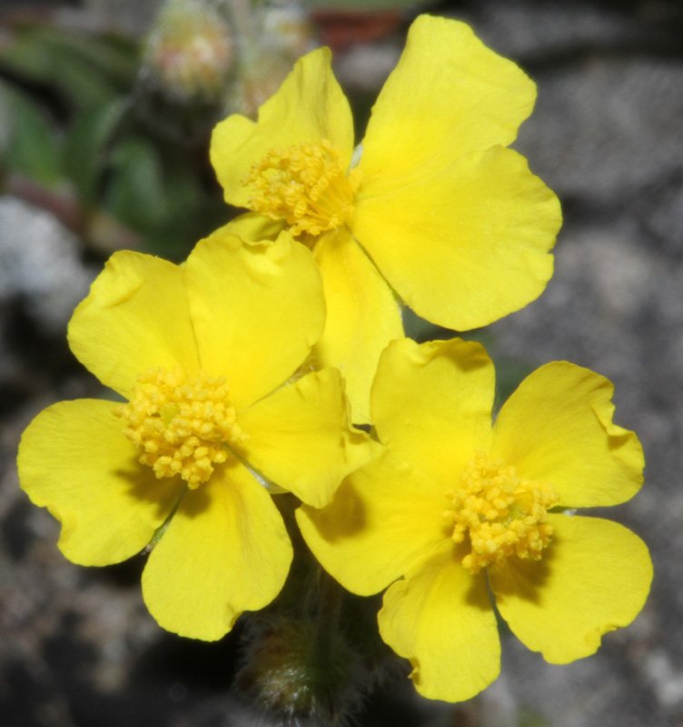 Helinthemum sp red 3.jpg