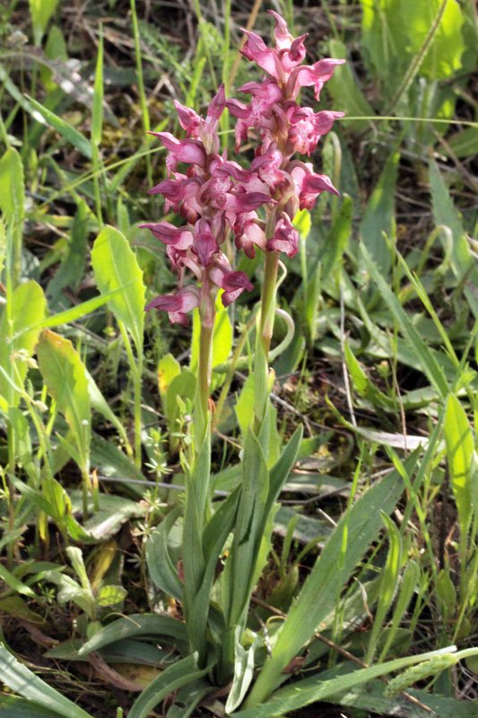 Anacamptis coriophora red 1.jpg