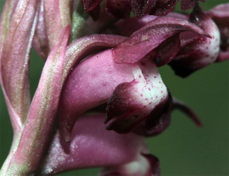 Anacamptis coriophora red 3.jpg