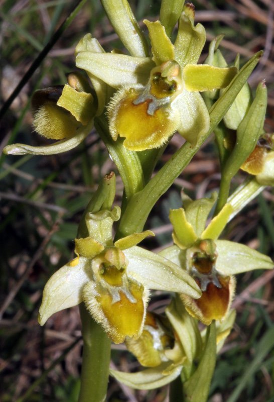 Ophrys virescens - Causse 1.jpg