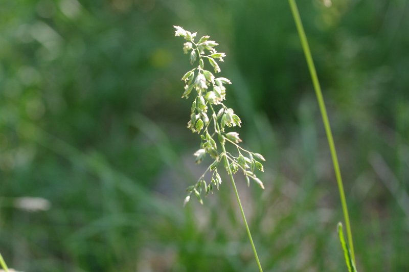 Inflorescence