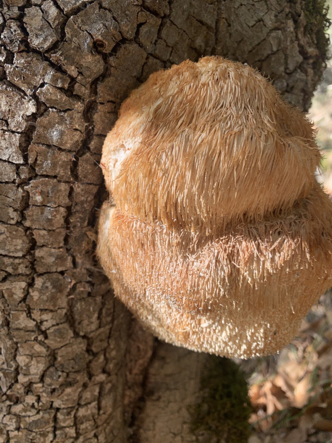 Hericium erinaceus