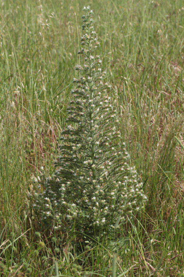 Echium italicum.jpg