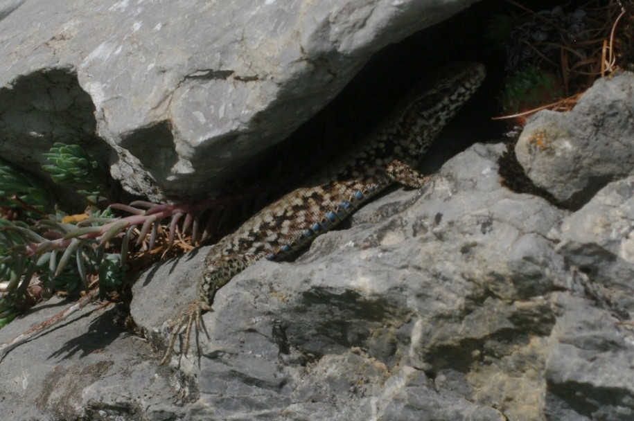 0800_Lézards (Le Queyron).jpg