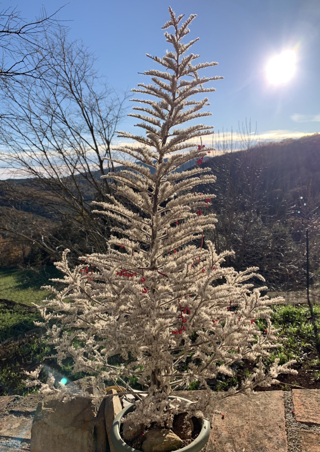 Echium italicum ( pour ceux qui n’auraient pas suivi )