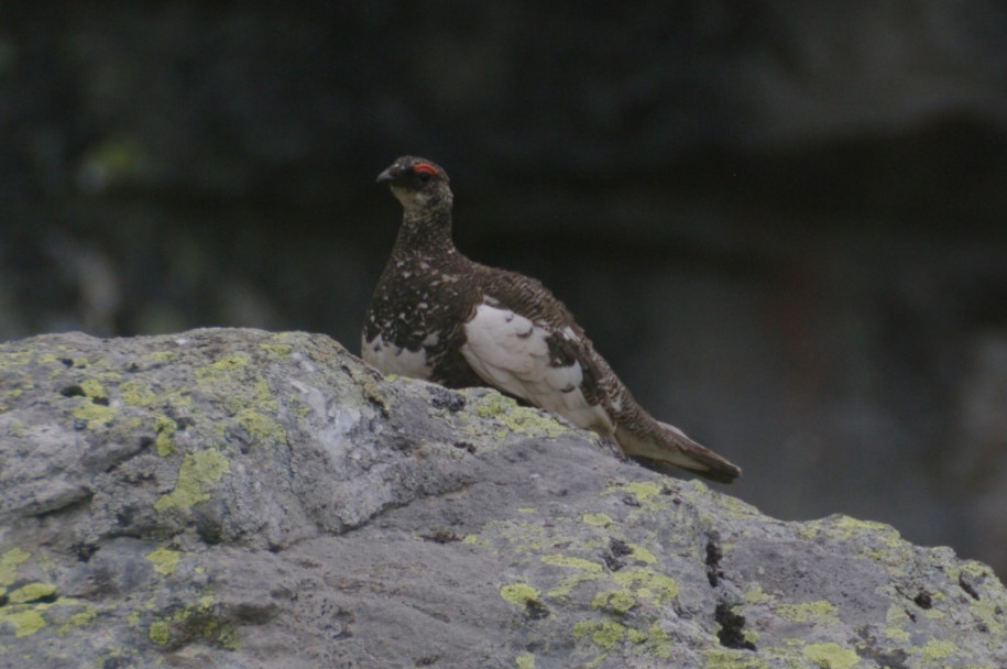 0400_Lagopède (lac de Cristol).jpg