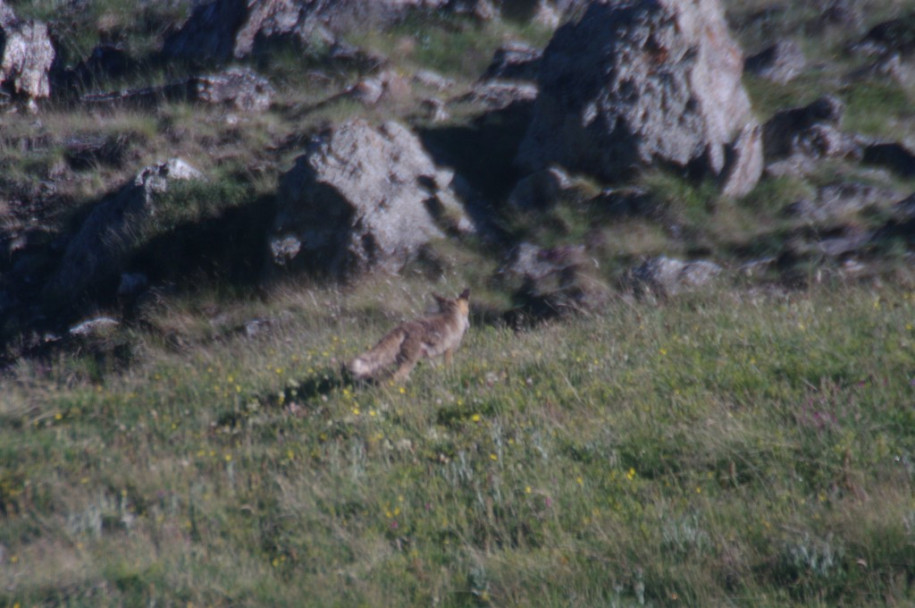 2800_Renard (pointe des Sagnes Longues II).jpg