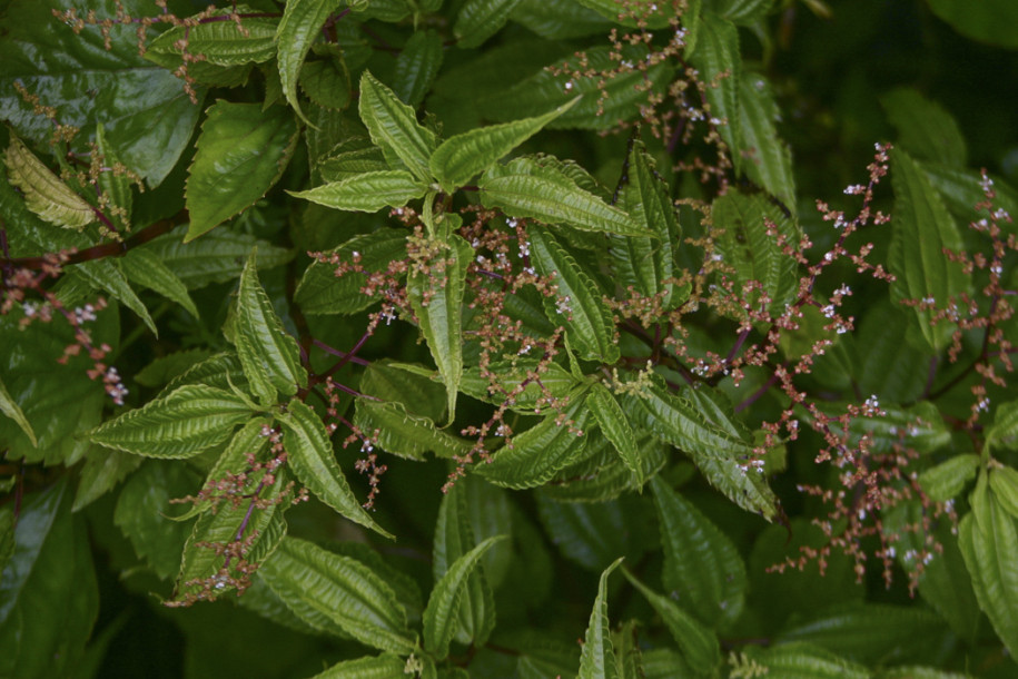 Pilea melastomoides1.jpg