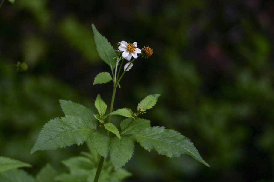 Bidens sp.1.jpg