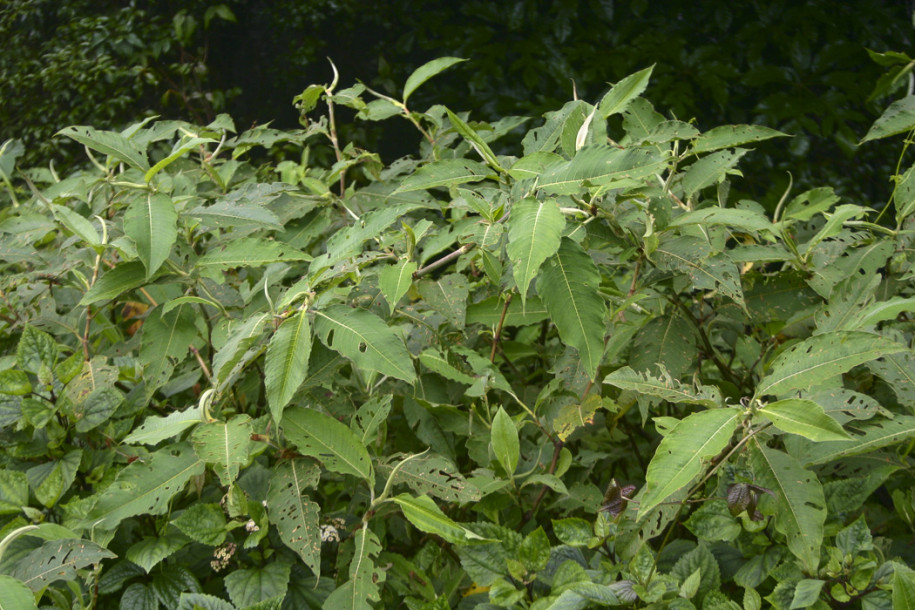 Polygonum sp.1.jpg